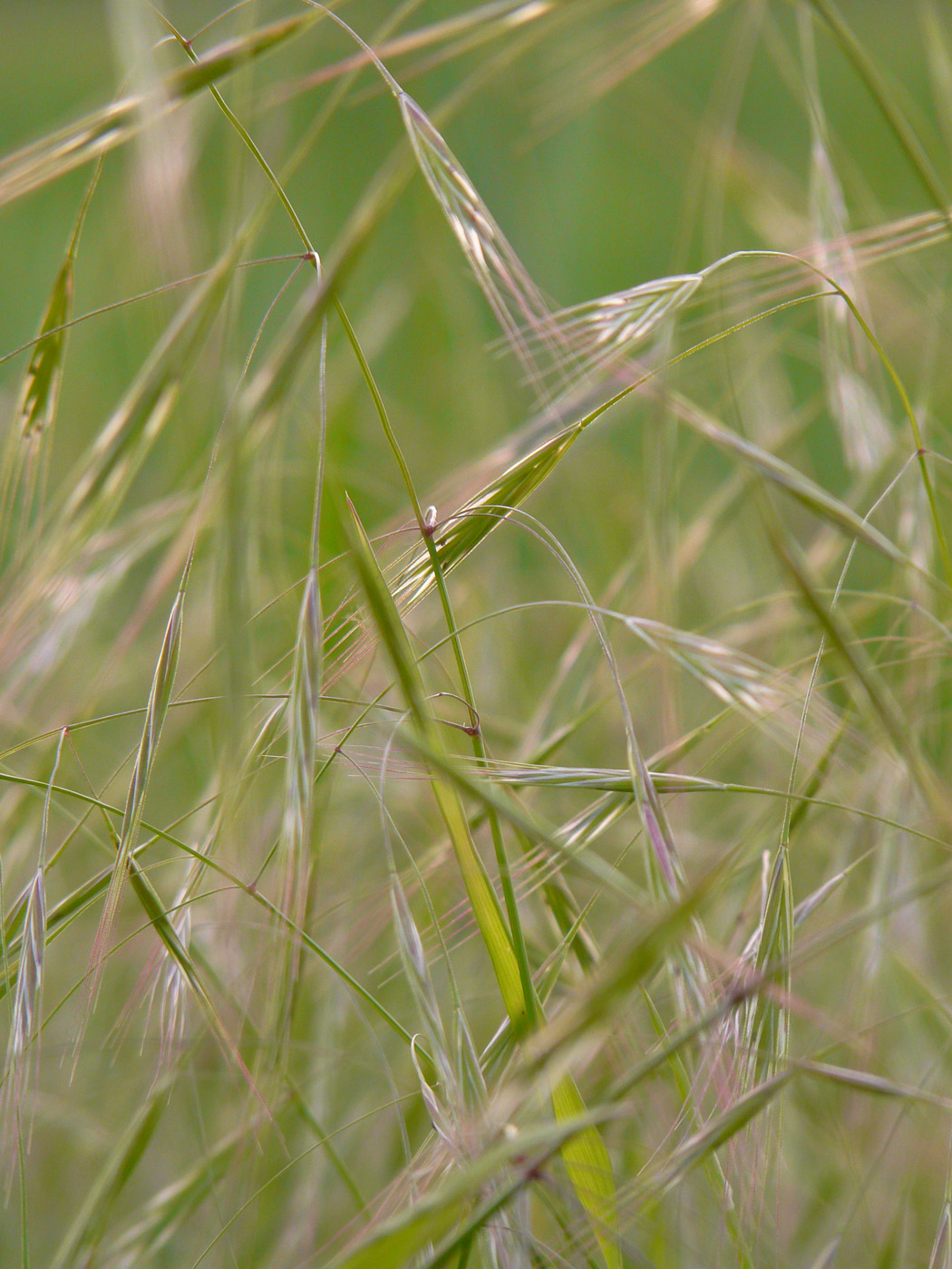 Image of Anisantha sterilis specimen.