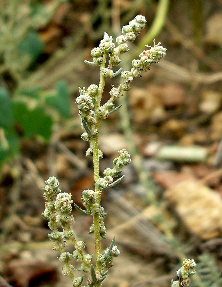 Image of Bassia prostrata specimen.