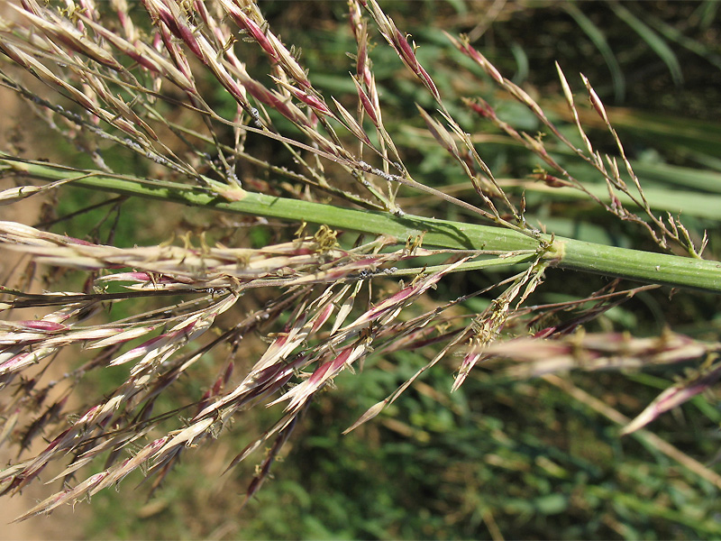 Image of Arundo donax specimen.