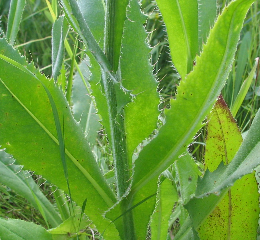 Image of Cirsium serratuloides specimen.