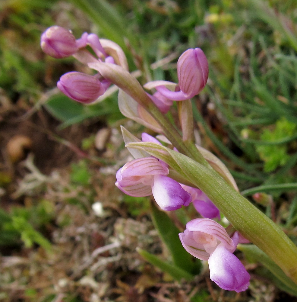 Image of Anacamptis morio ssp. champagneuxii specimen.