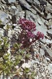 Hylotelephium cyaneum. Цветущее растение. Якутия, севернее впадения Ольчана в Томпо, на склонах вершины 1223. Высота примерно 1000 м н.у.м. 31.07.1984.