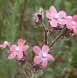 Anchusa azurea. Соцветия. Север Краснодарского края, Кущёвский заказник, остепненный склон. 15.05.2012.