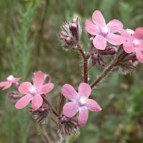 Image of Anchusa azurea specimen.