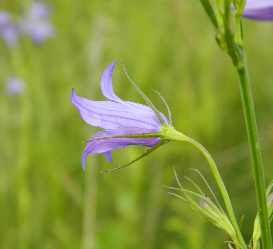 Image of Campanula patula specimen.