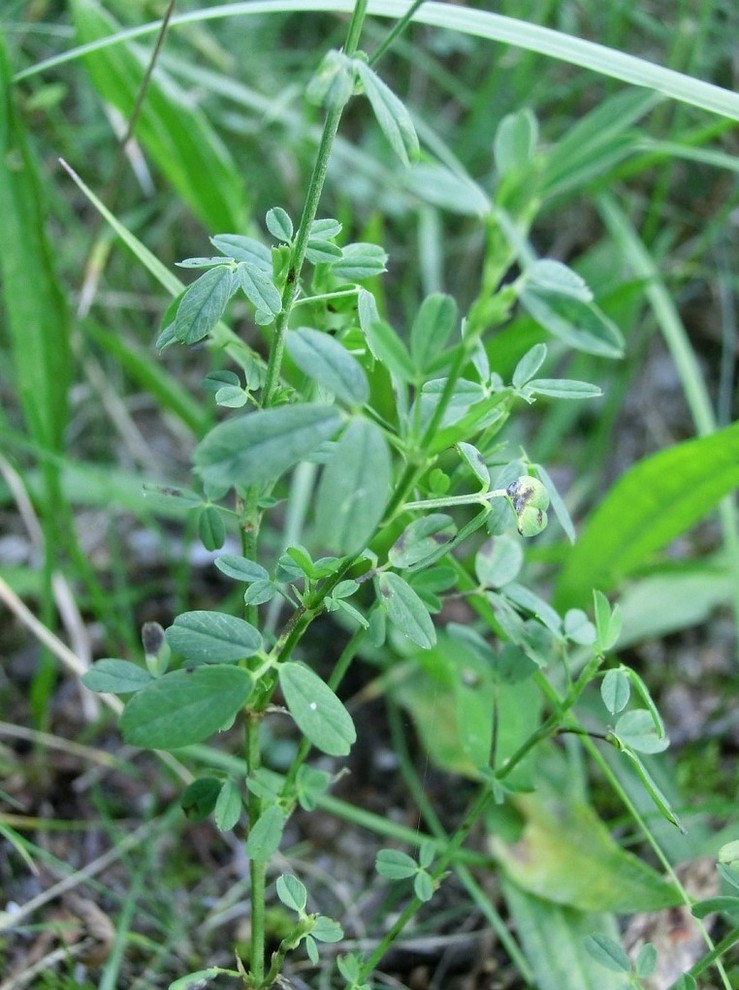 Изображение особи Medicago falcata.