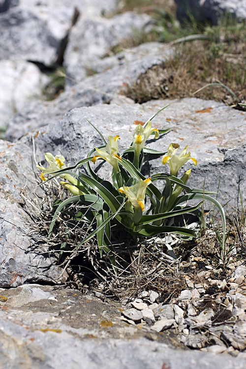 Изображение особи Juno orchioides.