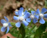 Anchusa azurea. Цветки. Туркменистан, хр. Кугитанг. Июнь 2012 г.