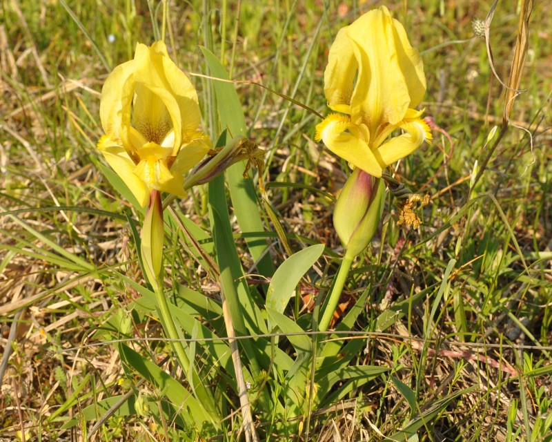 Изображение особи Iris reichenbachii.