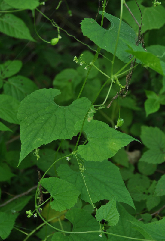 Изображение особи Schizopepon bryoniifolius.