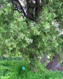 Platycladus orientalis. Нижняя часть дерева с незрелыми шишками. Монако, Монако-Вилль, сады Сен-Мартен. 19.06.2012.