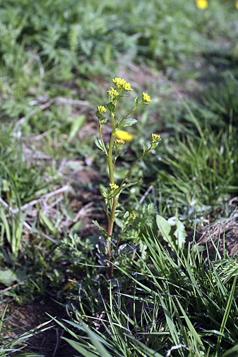 Image of Barbarea arcuata specimen.