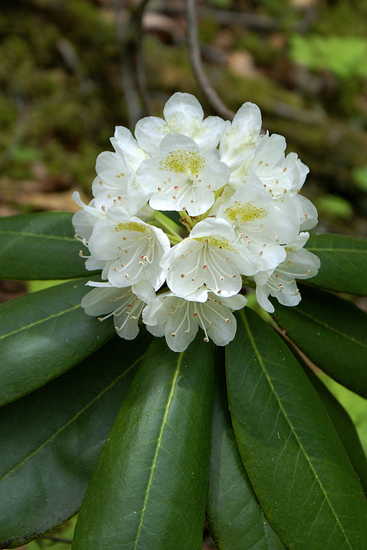 Image of Rhododendron fauriei specimen.