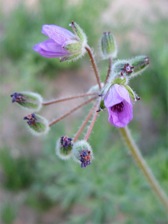 Image of genus Erodium specimen.