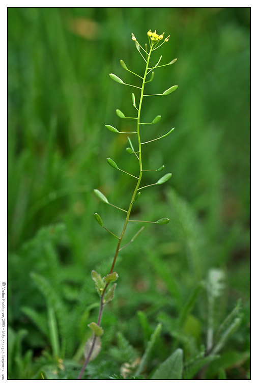 Изображение особи Draba nemorosa.