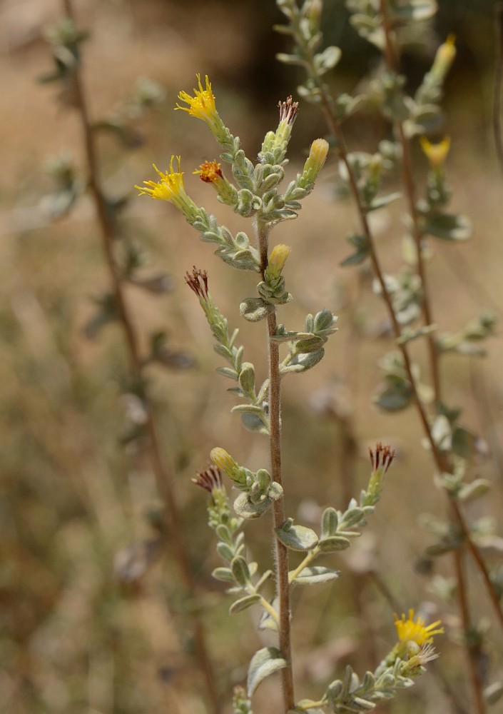 Изображение особи Chiliadenus iphionoides.