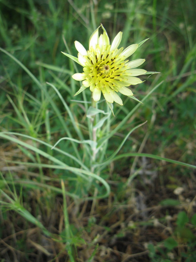 Image of Tragopogon dubius specimen.