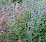 Echium vulgare