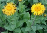 genus Inula. Верхушки побегов с соцветиями. Германия, г. Krefeld, Ботанический сад. 08.06.2013.