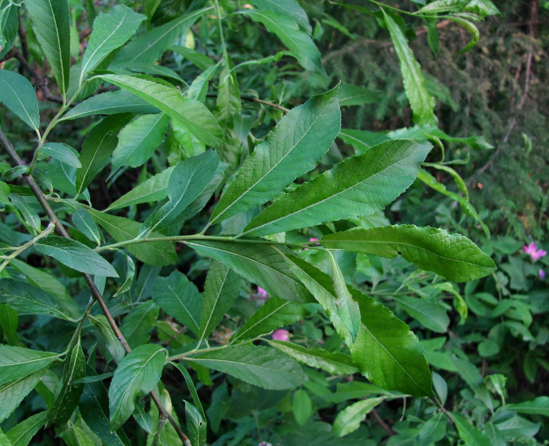 Image of genus Salix specimen.