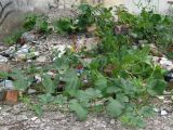 Cucurbita pepo. Растение на куче строительного мусора. Крым, Ялта, Грузпорт, под стеной заброшенного здания. 28 июля 2013 г.