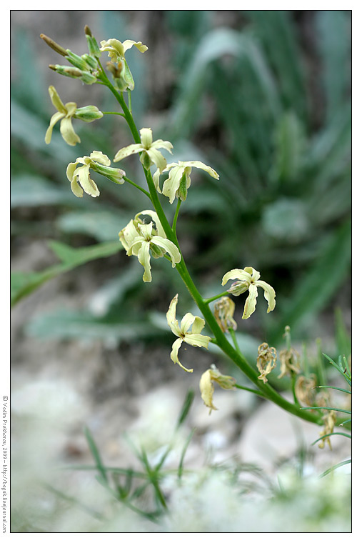 Image of Matthiola fragrans specimen.