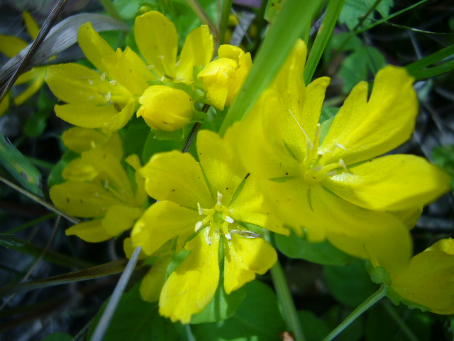 Изображение особи Lysimachia nummularia.