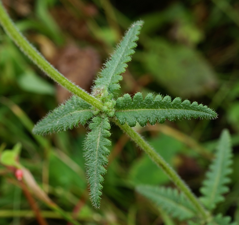 Image of Pedicularis spicata specimen.