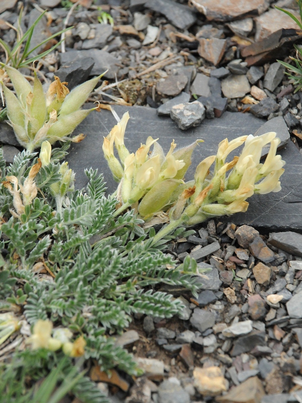 Изображение особи Oxytropis recognita.