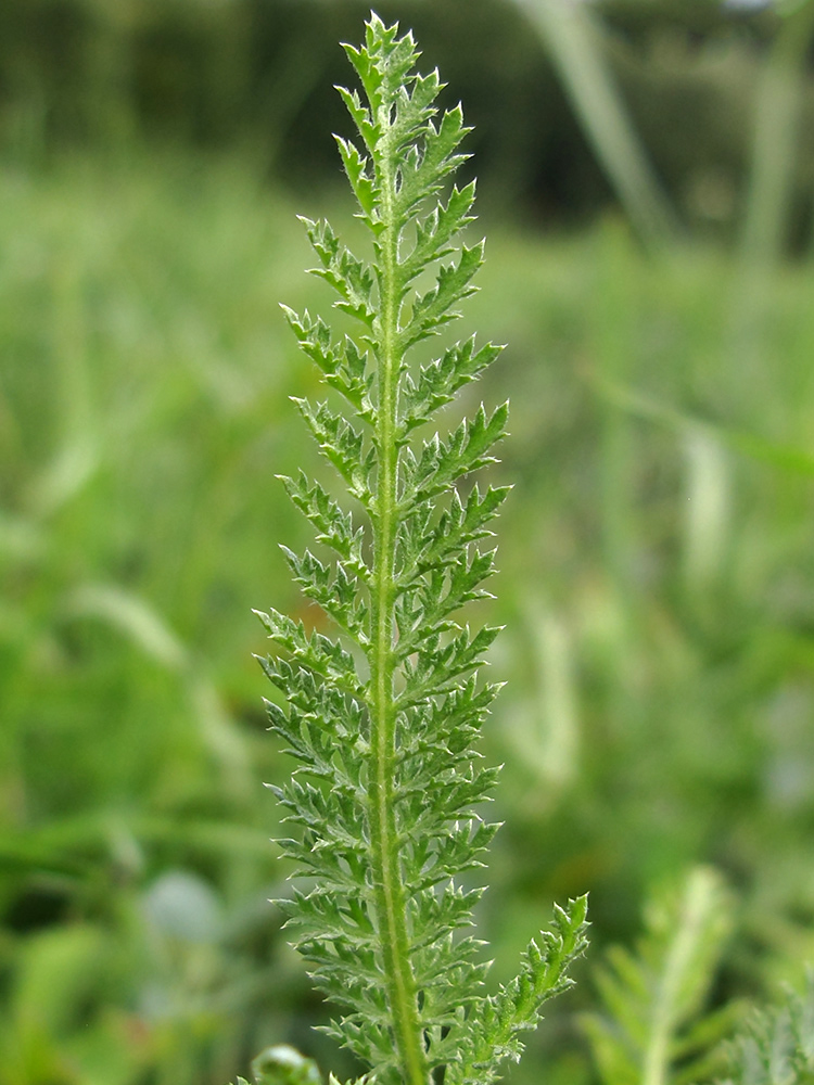 Image of Achillea millefolium specimen.