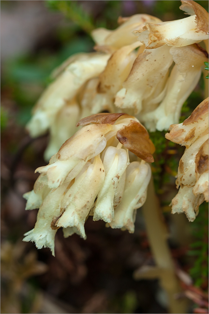 Image of Hypopitys monotropa specimen.