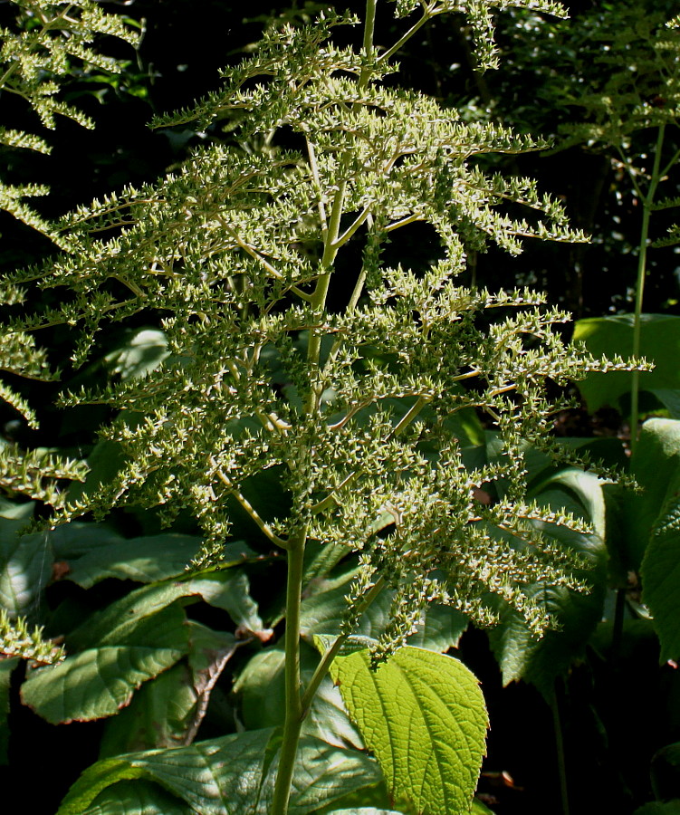 Image of Rodgersia podophylla specimen.