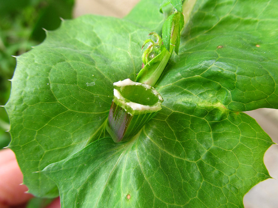 Изображение особи Sonchus oleraceus.