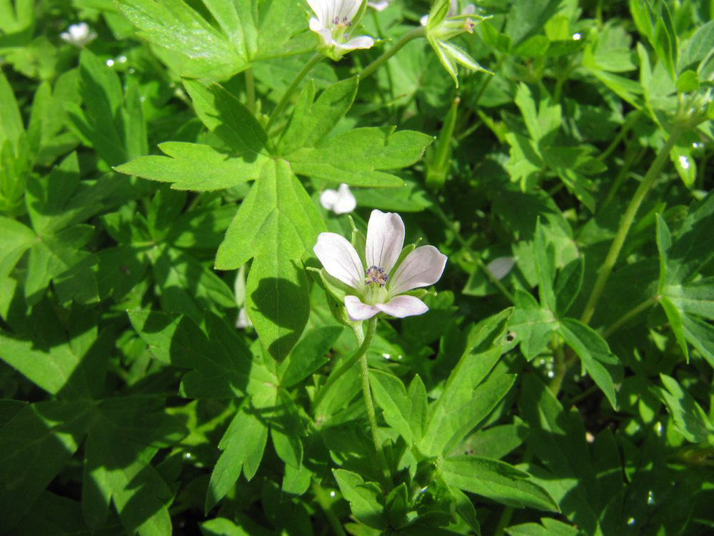 Image of Geranium sibiricum specimen.