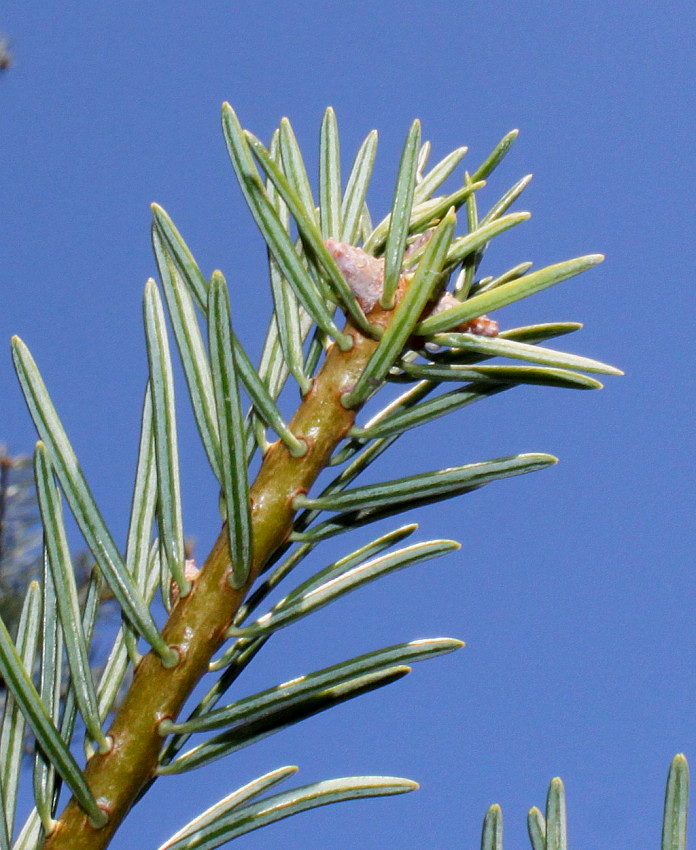 Image of genus Abies specimen.