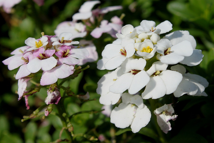 Image of Iberis sempervirens specimen.