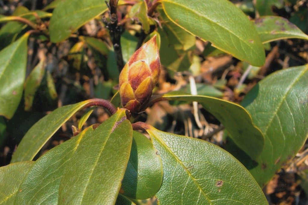 Image of Rhododendron aureum specimen.