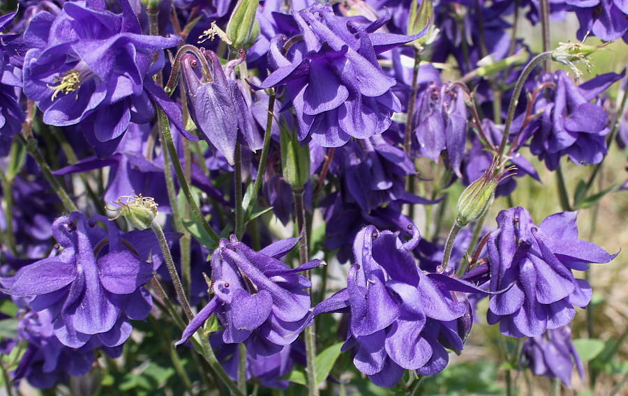 Image of genus Aquilegia specimen.