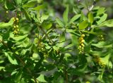 genus Berberis. Часть ветви с соцветиями. Армения, Вайоц Дзор, ущелье реки Арпа. 03.05.2013.