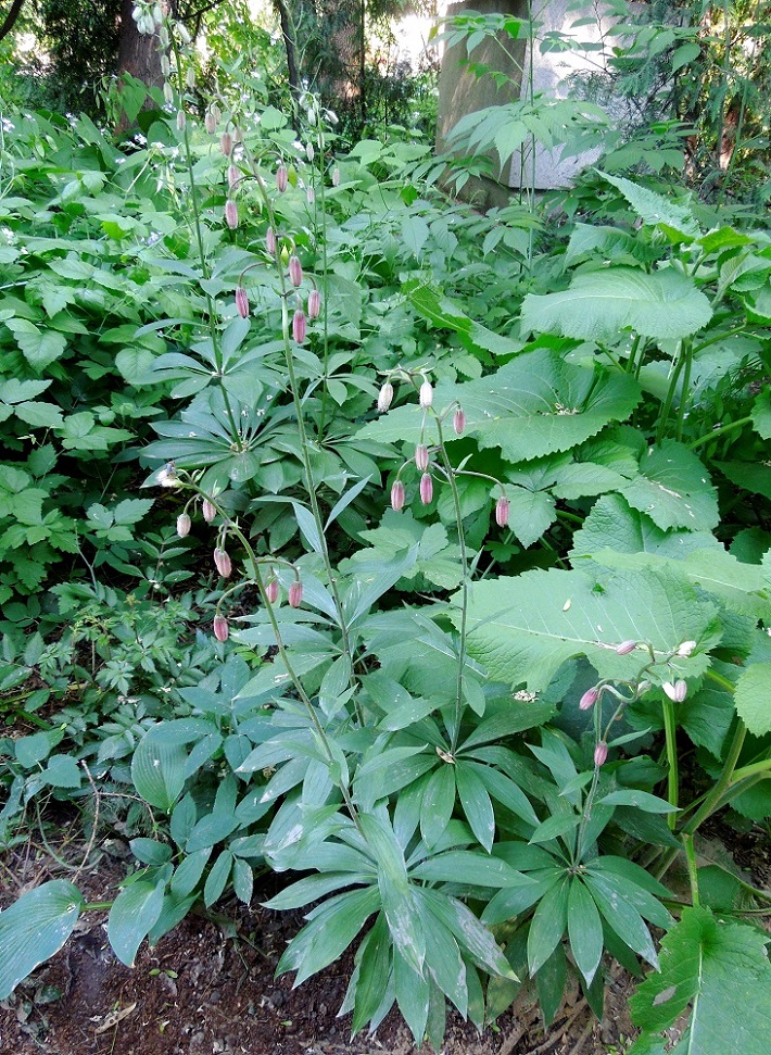 Image of Lilium pilosiusculum specimen.