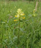 Rhinanthus vernalis. Верхняя часть цветущего растения. Украина, Львовская обл., Дрогобычский р-н, г. Трускавец, Помярки, луг возле дороги на Трускавец. 02.06.2014.