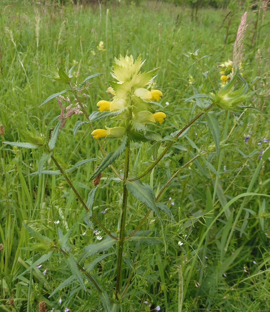 Изображение особи Rhinanthus vernalis.