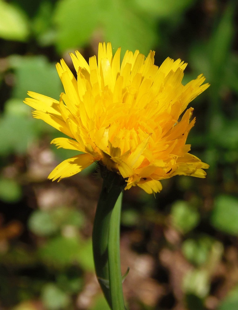 Image of Hypochaeris radicata specimen.