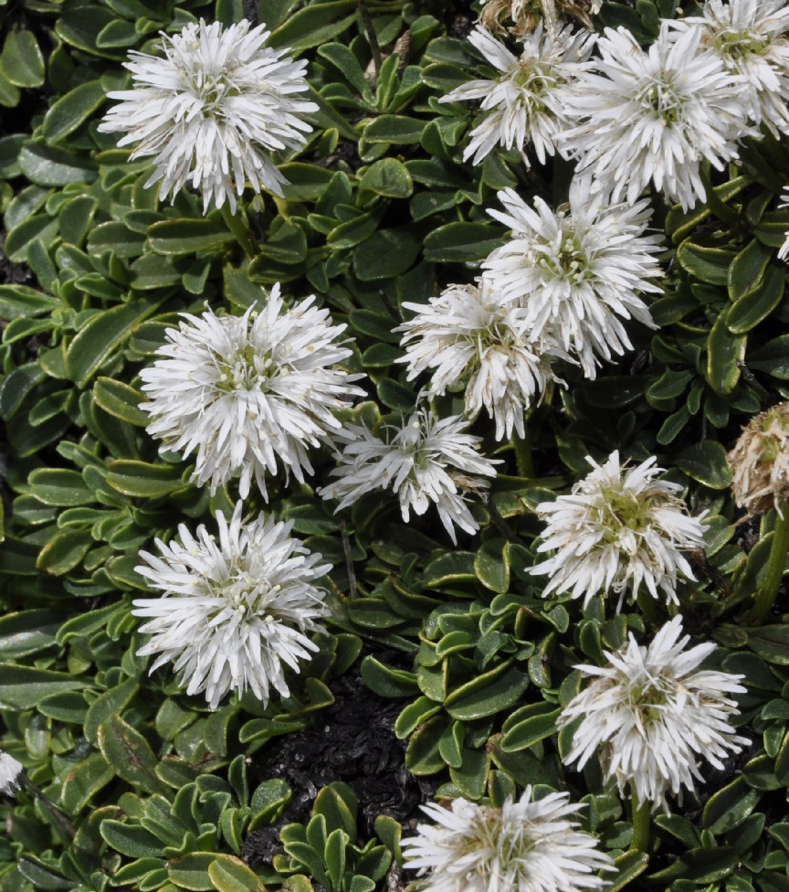 Image of Globularia cordifolia specimen.