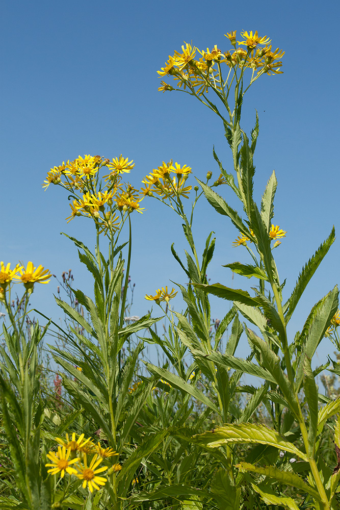 Изображение особи Senecio paludosus.