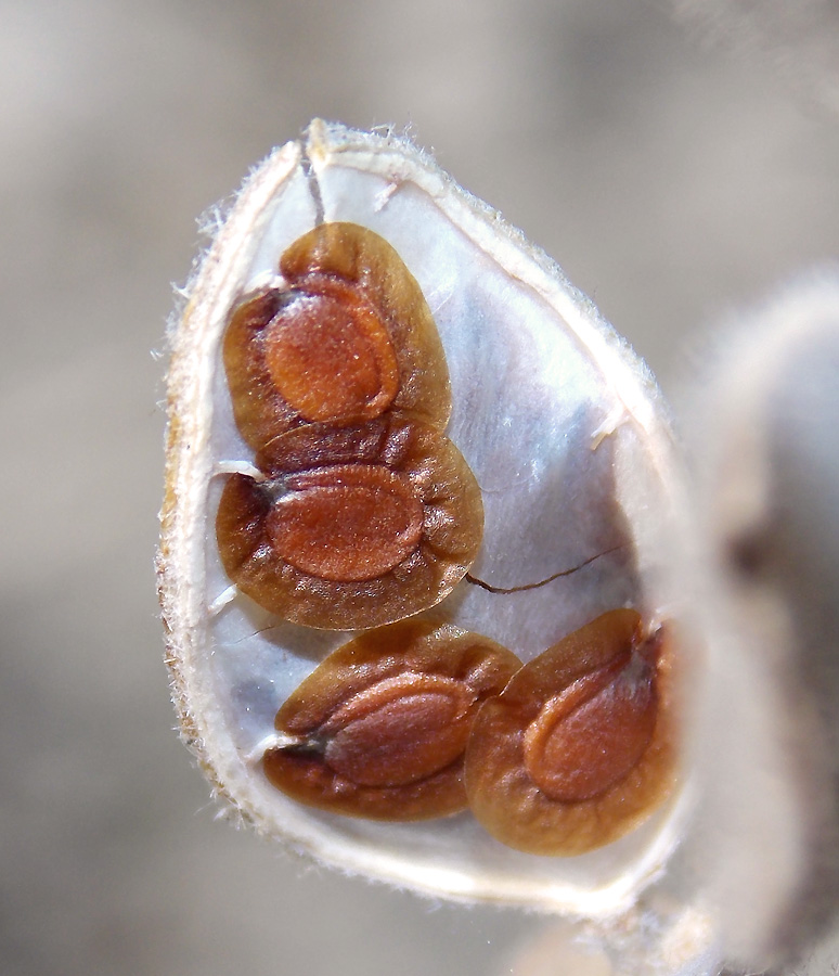 Image of Fibigia eriocarpa specimen.