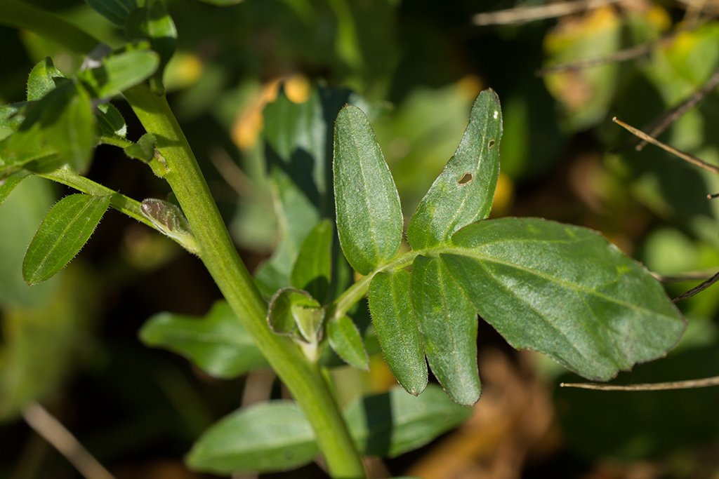 Image of Cardamine seidlitziana specimen.