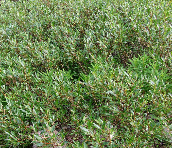 Image of Salix phylicifolia specimen.