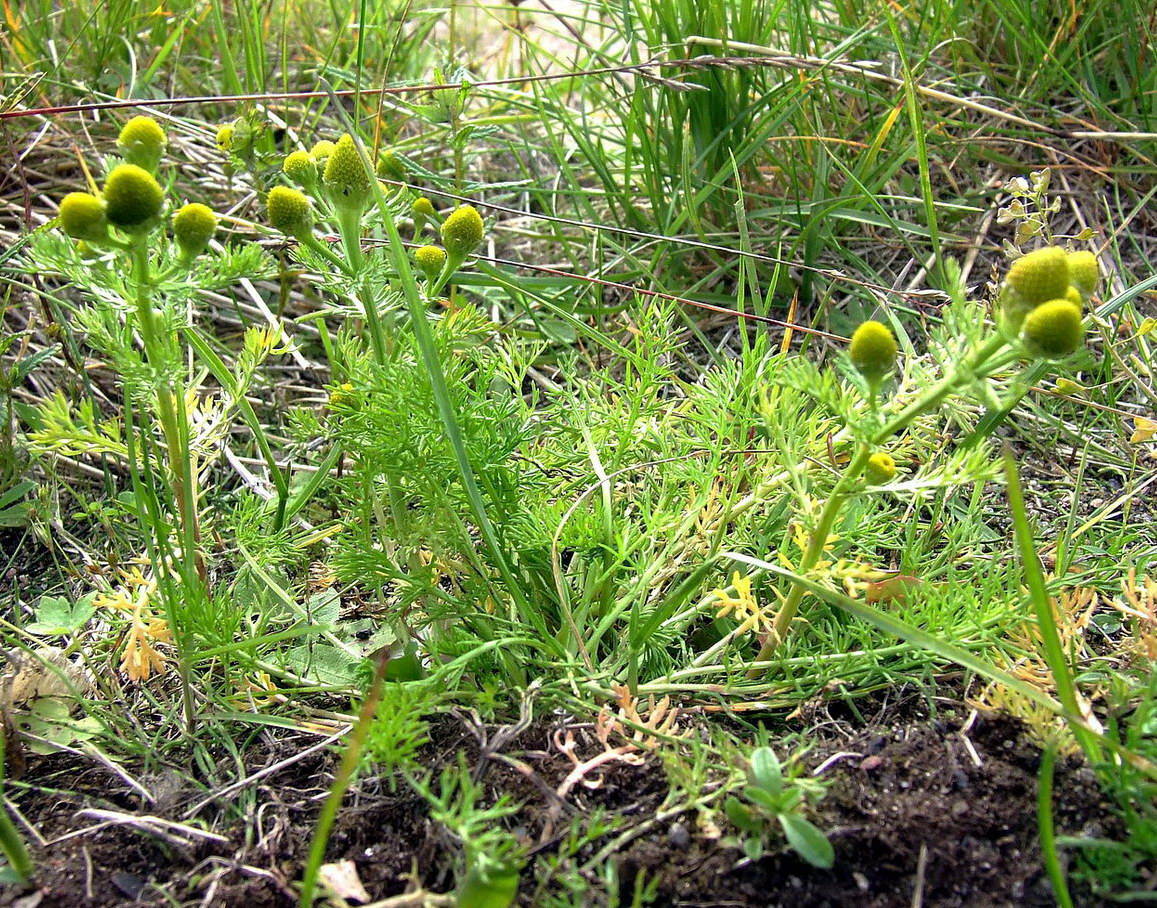 Image of Matricaria discoidea specimen.