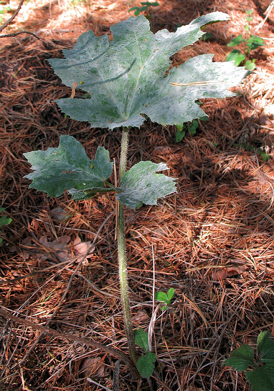 Image of Heracleum sibiricum specimen.